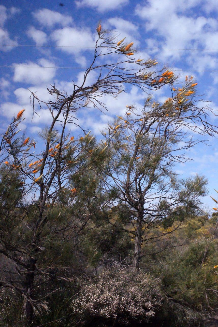 Grevillea 8