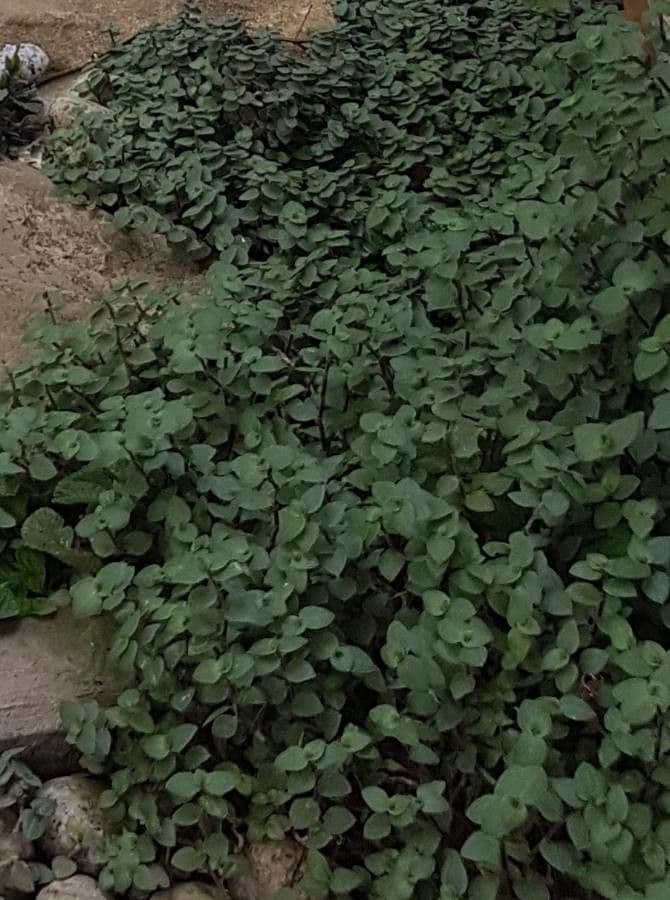 Callisia repens 10