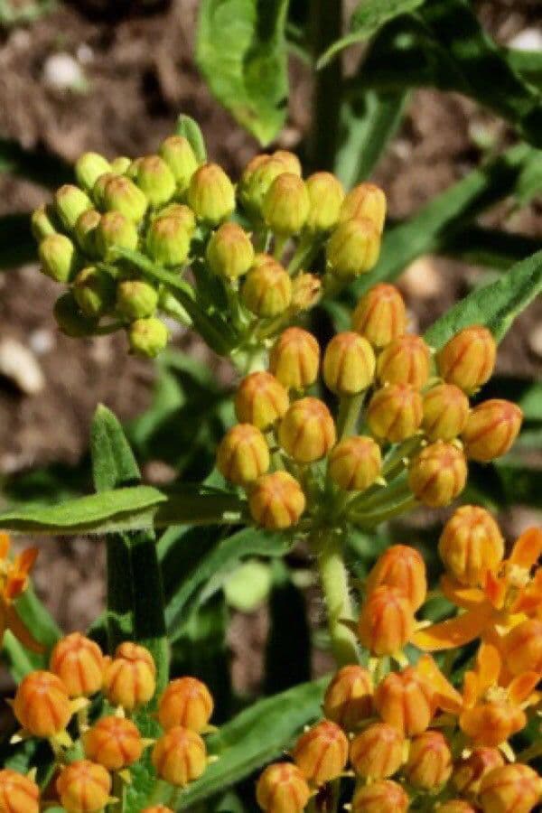 Asclepiade tuberosa 30