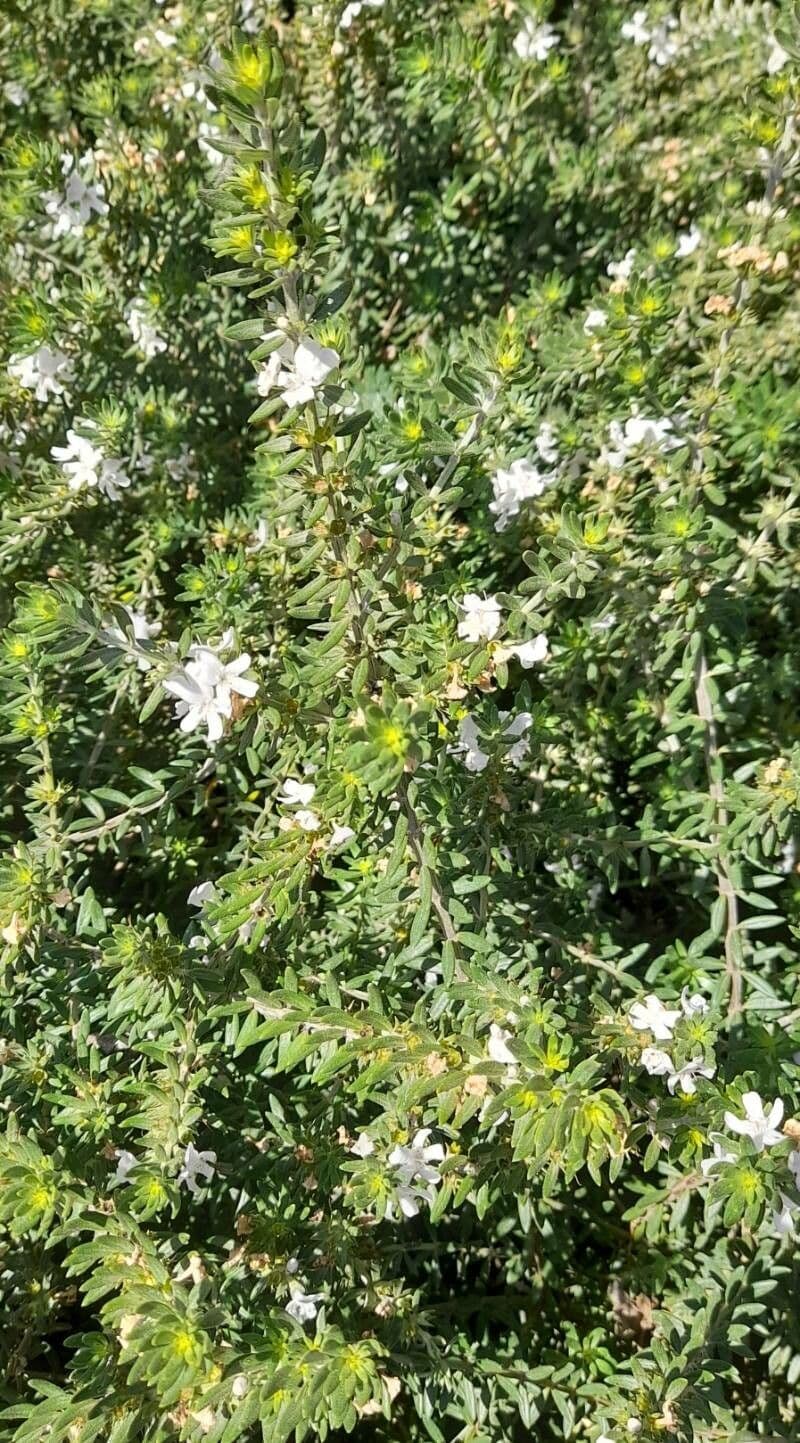 Westringia arbustiva 9