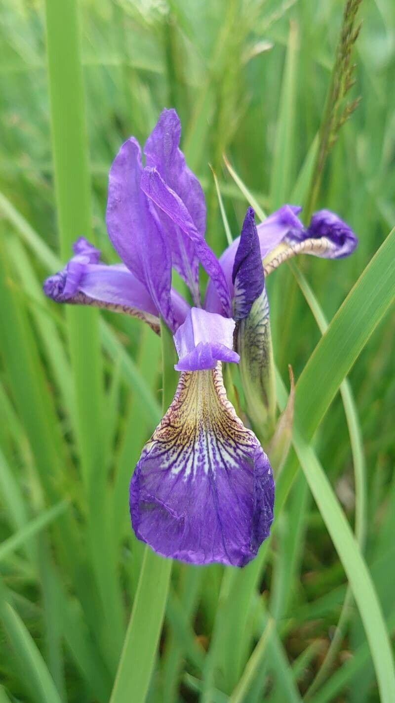 Iris