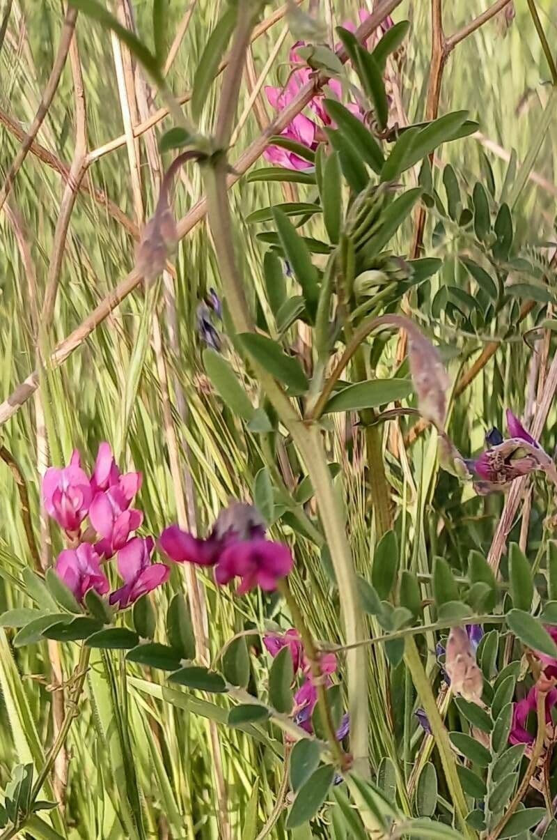 Vesce à une fleur 9