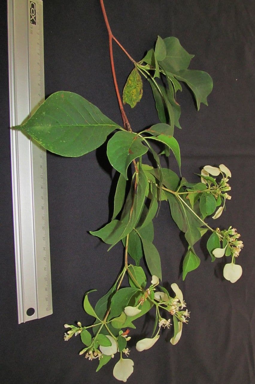 Calycophyllum 22