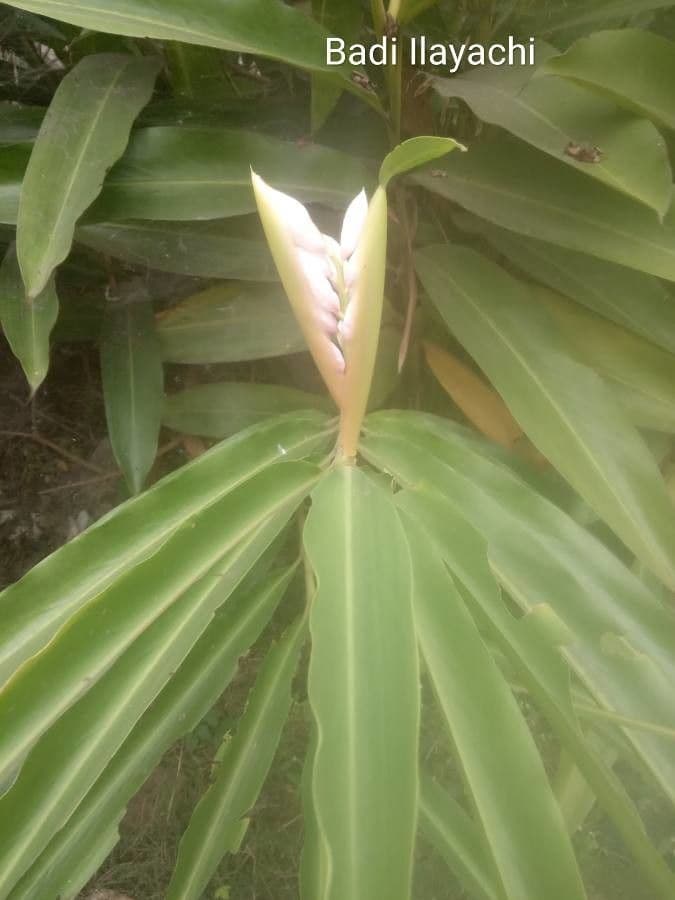 Alpinia zerumbet 16