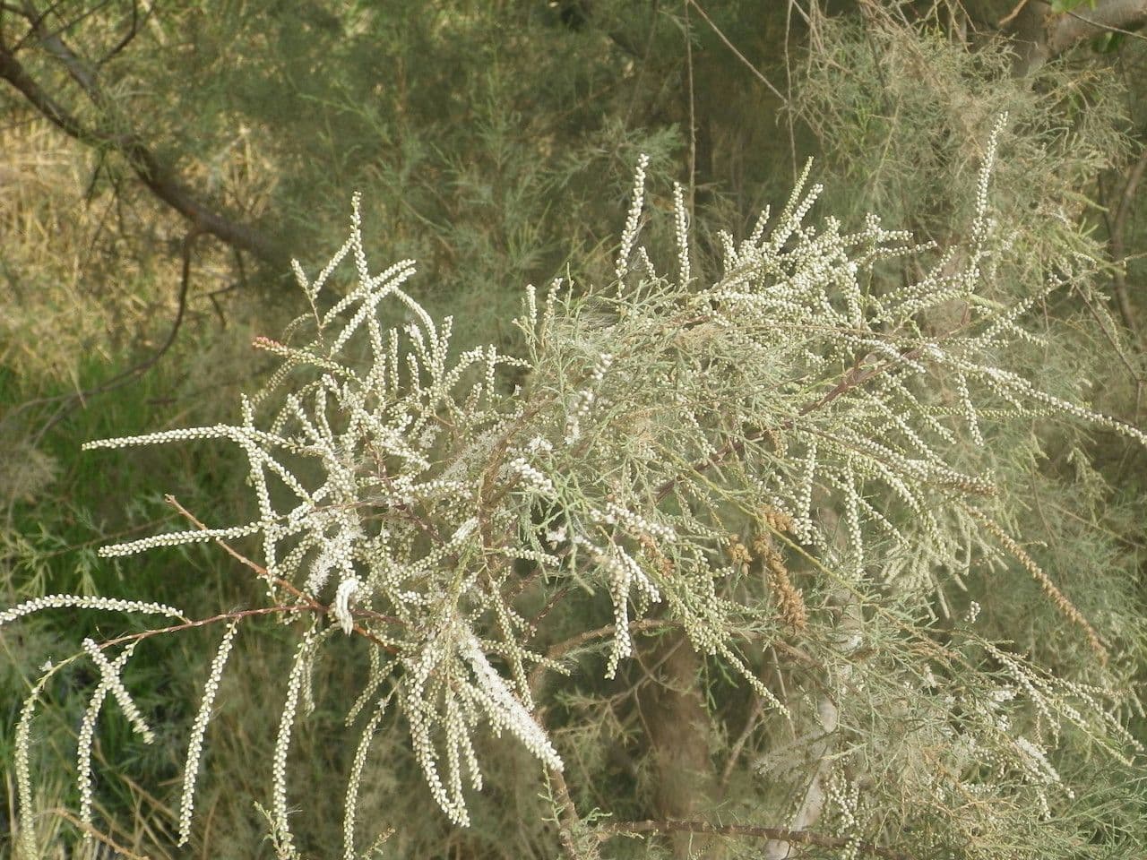 Tamariz 10