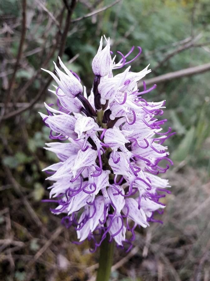 Orchide scimmia 2