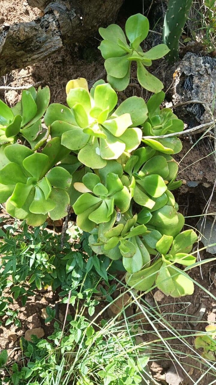  Aeonium canariense 8