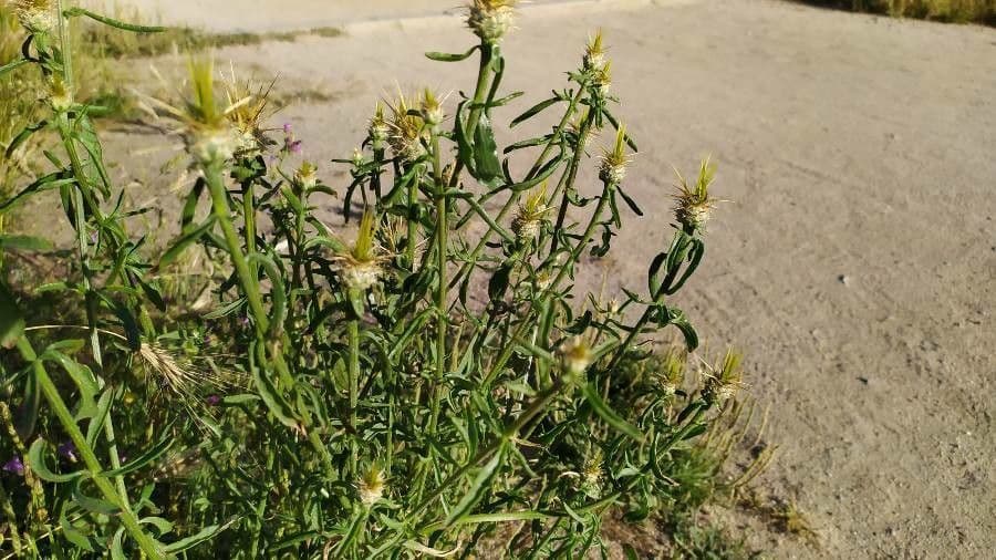 Fiordaliso iberico 2