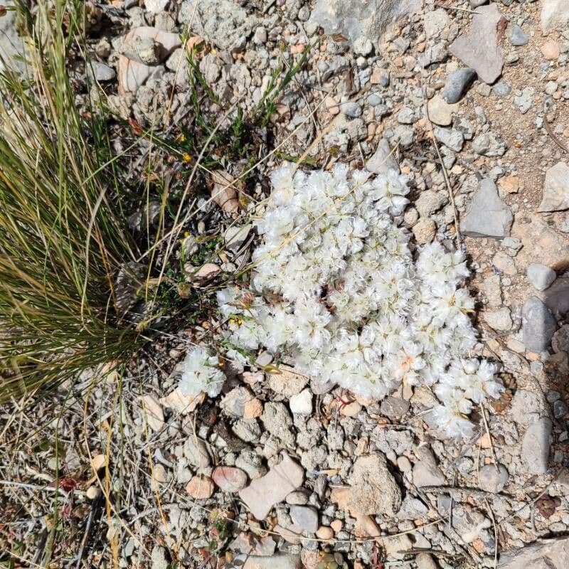 Paronychia capitata 9