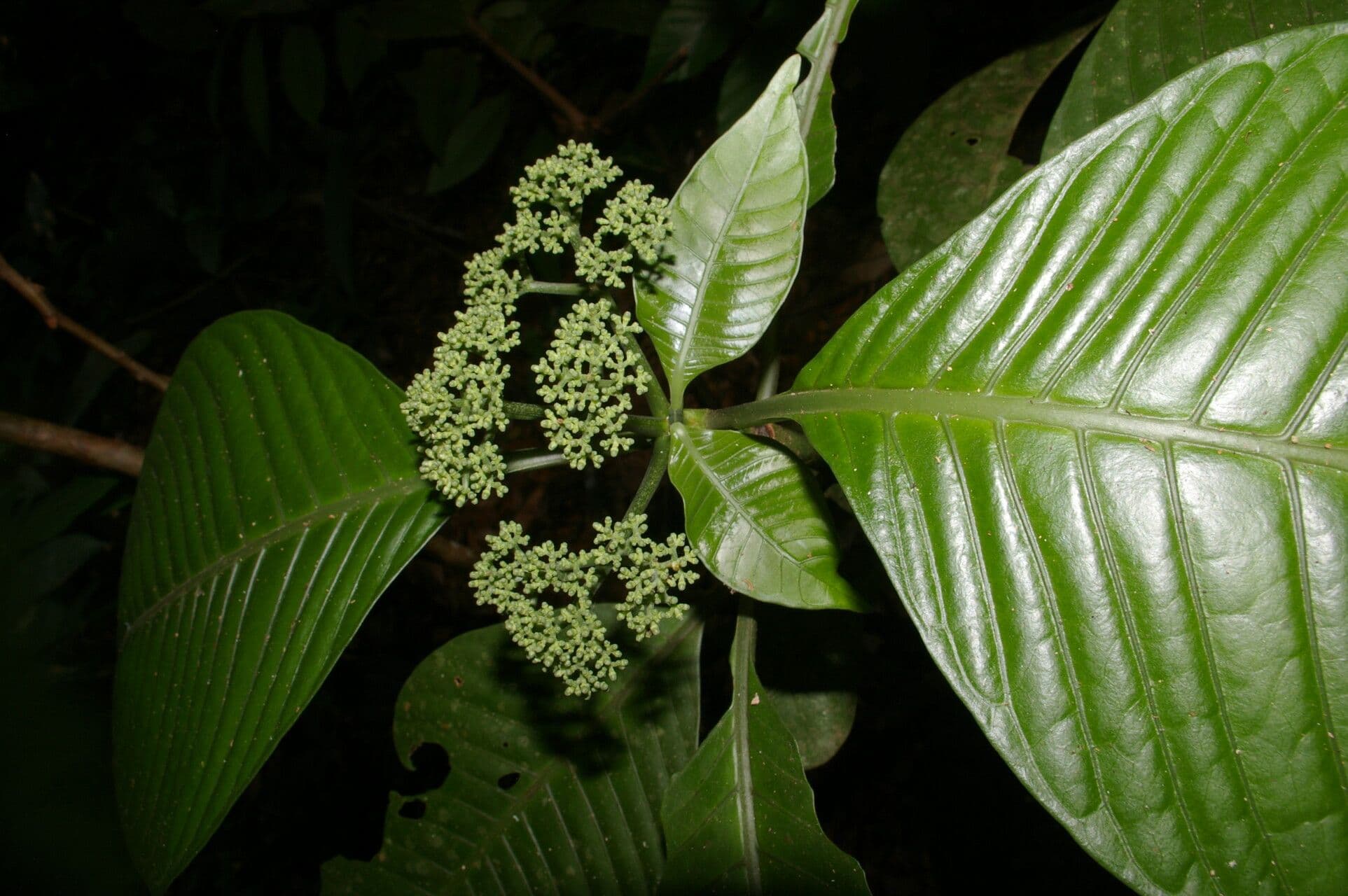 Psychotria 12