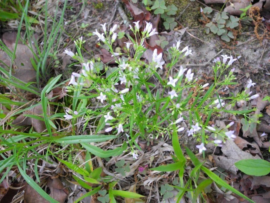 Langblättriges Sommerblühen 11