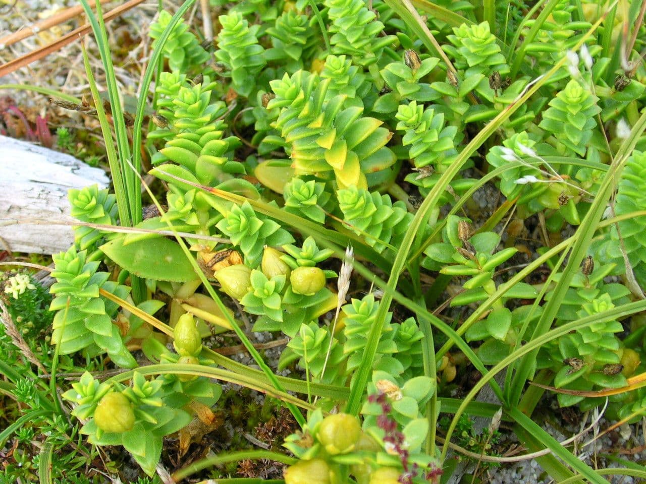 Onchenia 11