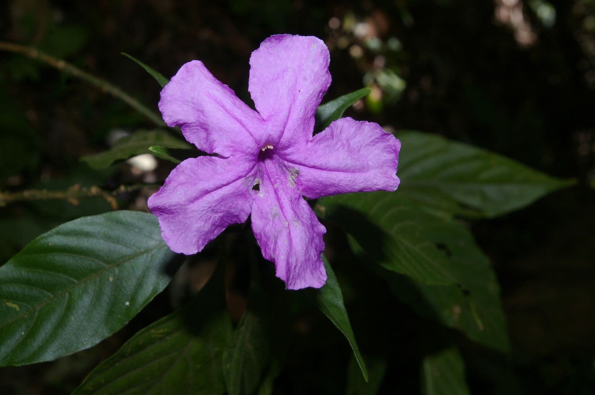 Ruellia 6