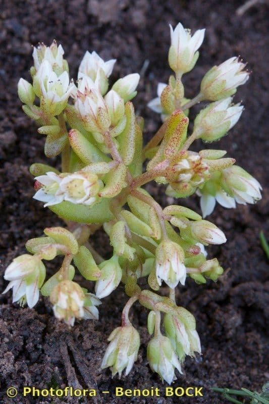 Sedum