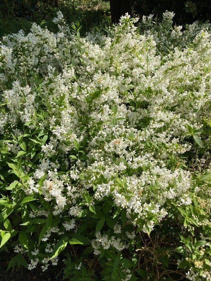 Deutzia gracilis 25