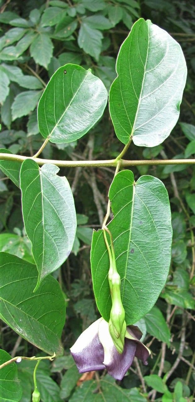 Mandevilla 4