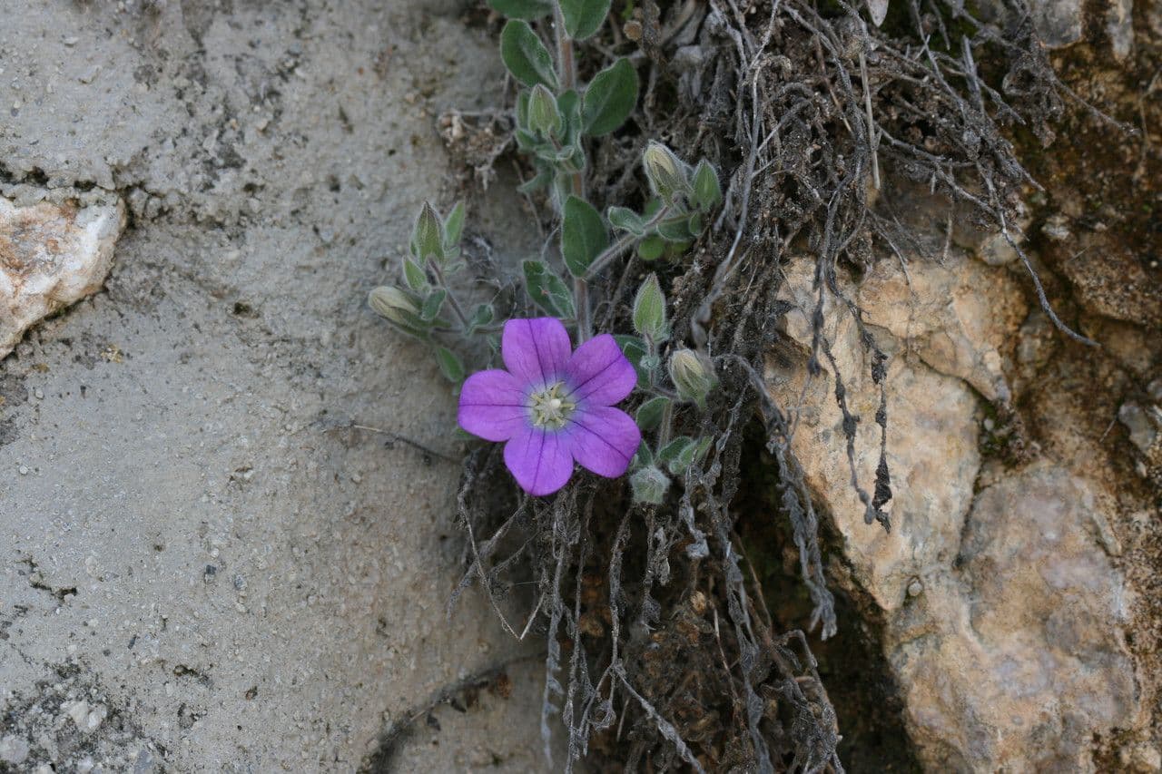 Campanula mollis