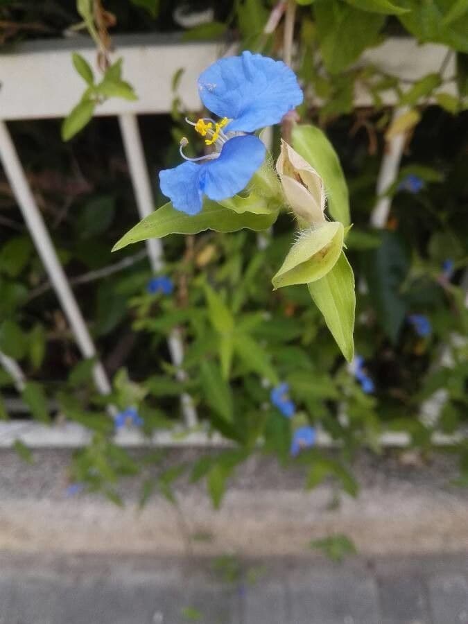 Flor de día 3
