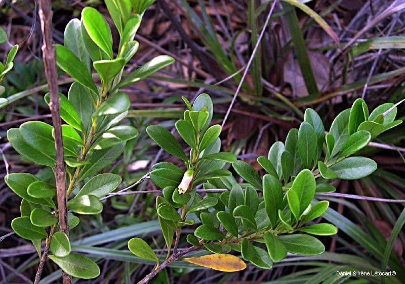 Planchonella