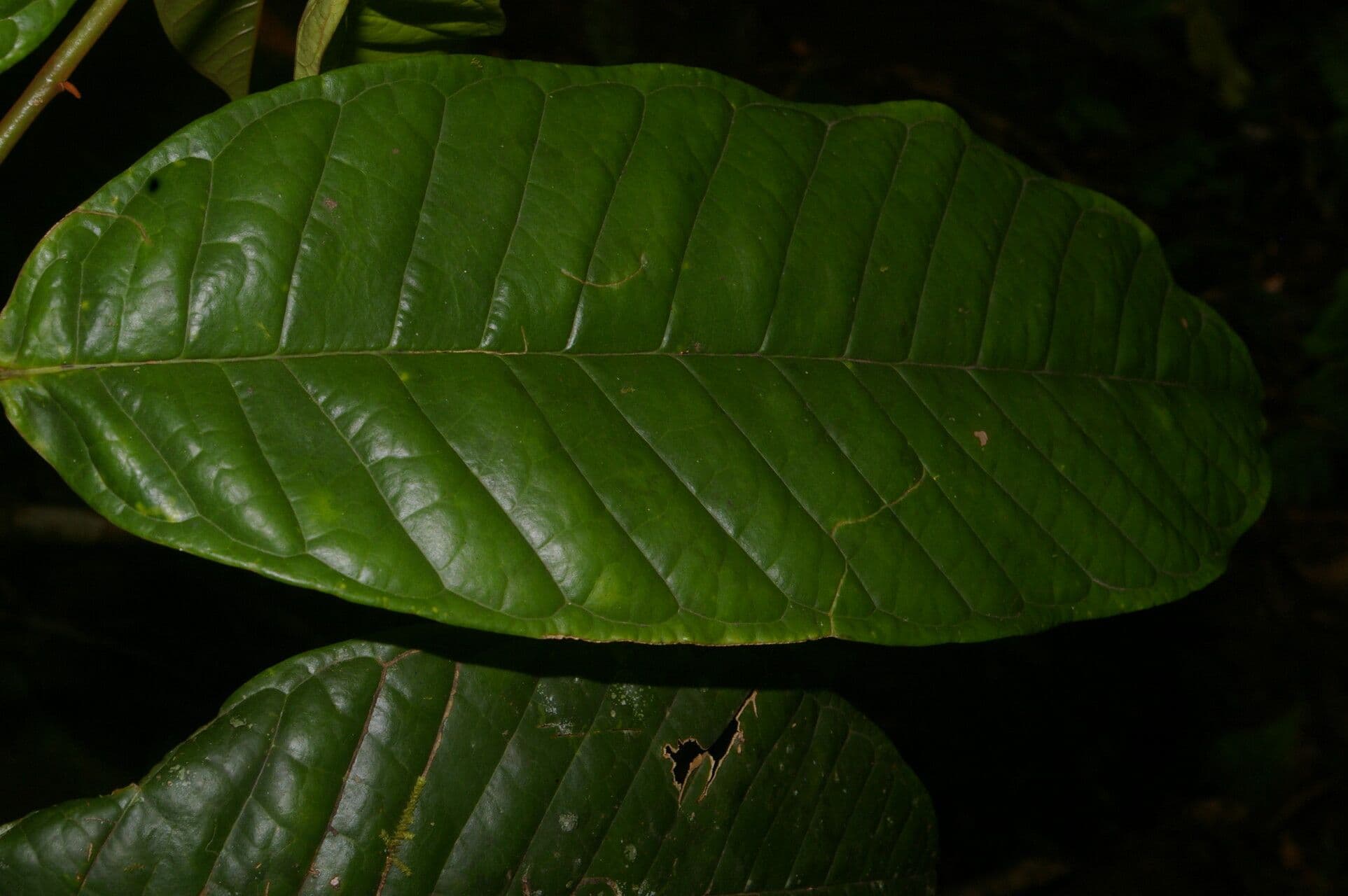 Anaxagorea 9