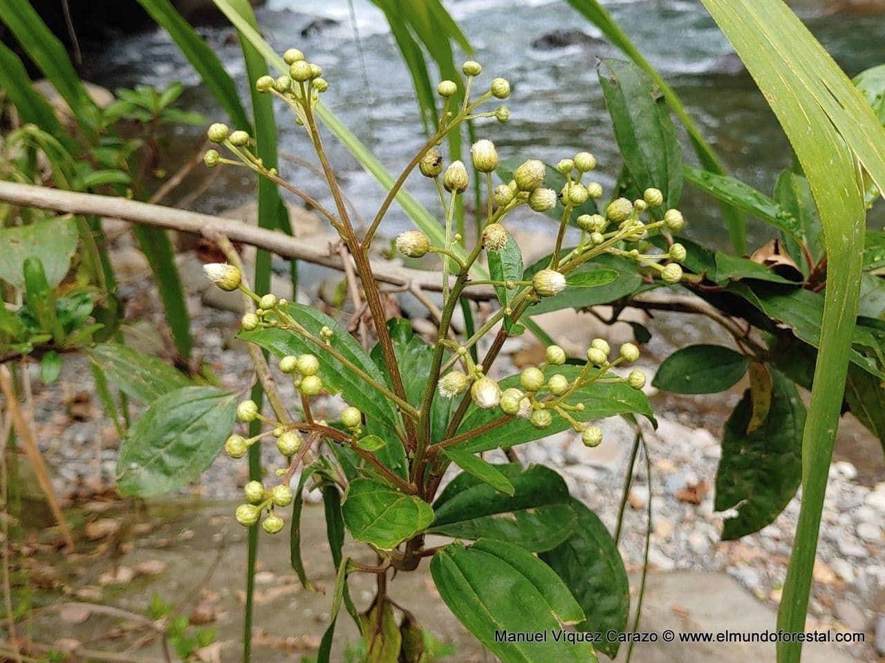 Baccharis stopkatá 2