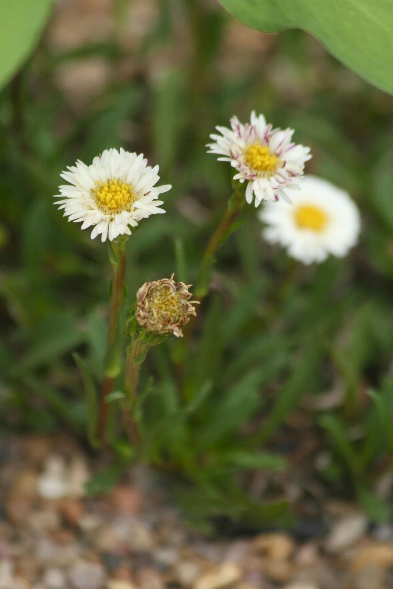 Herbst-Aster