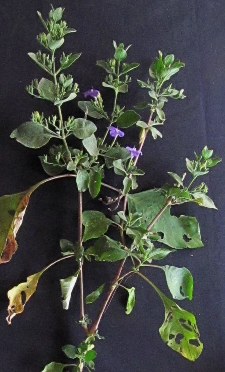 Ruellia 11