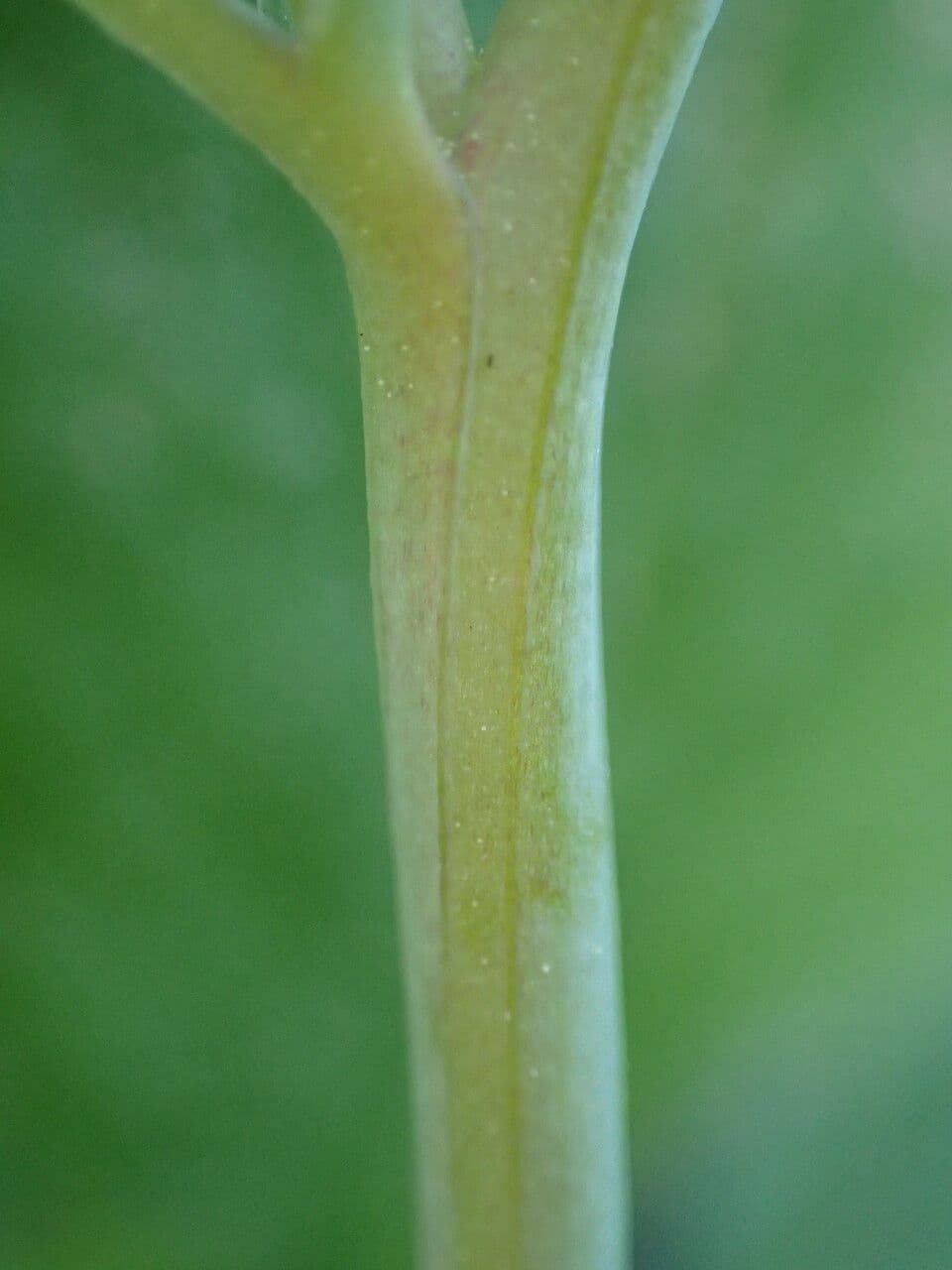 Kleinblütiges Erdrauch 21