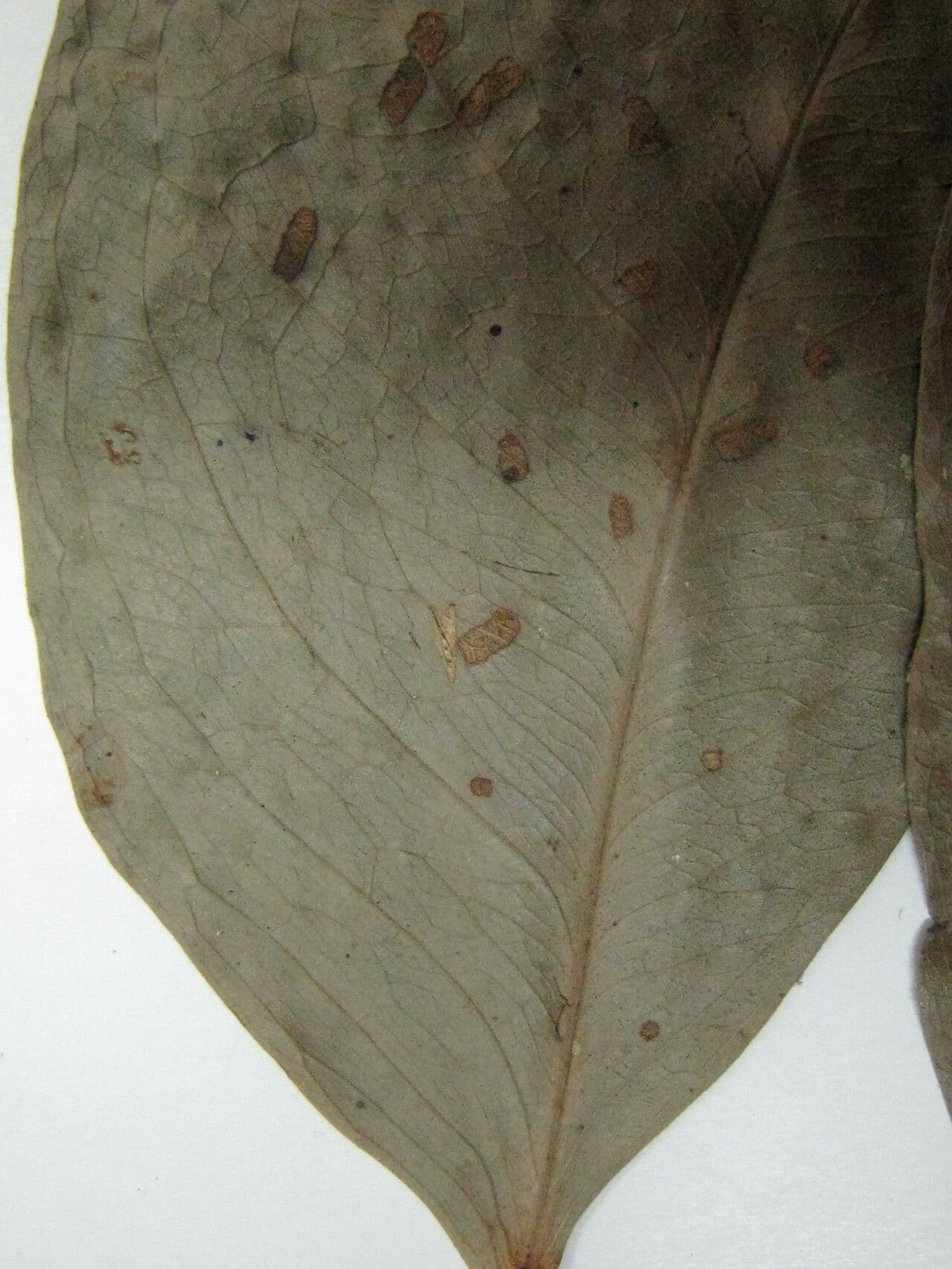 Macrolobium 8