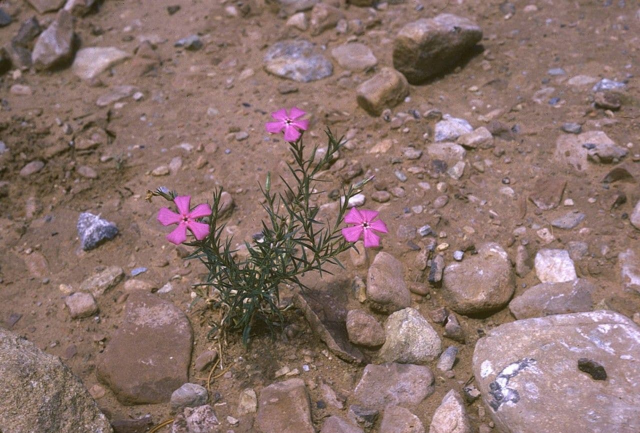Phlox nano 7