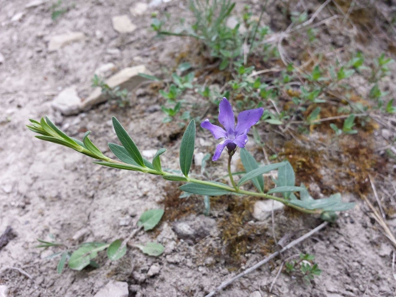 Pervinca erbacea 8