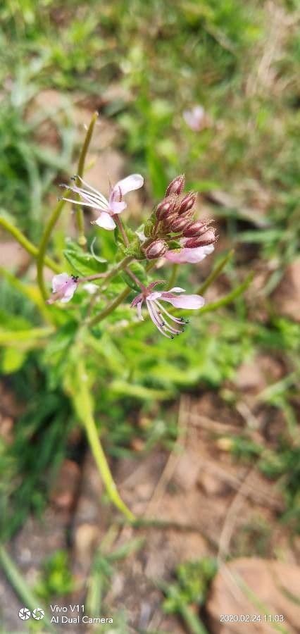 Cleome 2