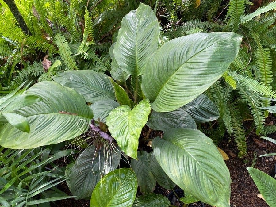 Tacca 15