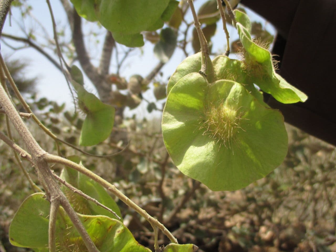 Pterocarpus erinaceus 2