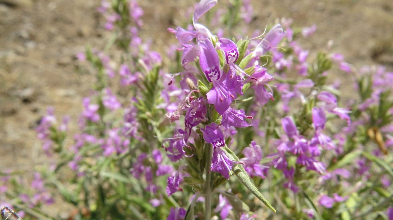 Hypoestes aristata 8