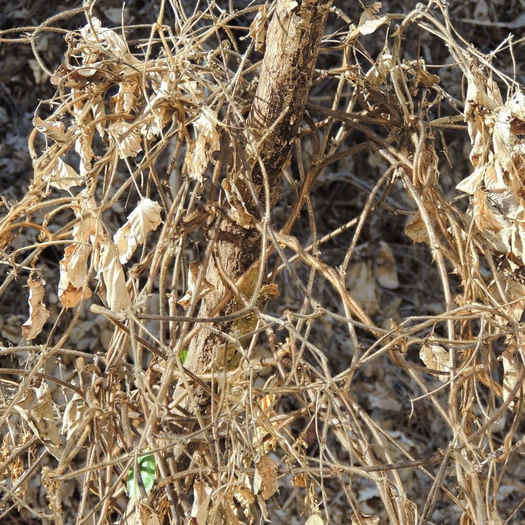 Kudzu 23