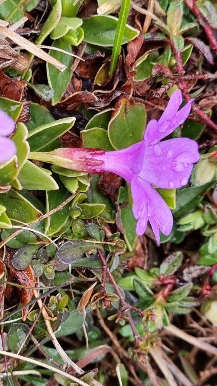 Primula