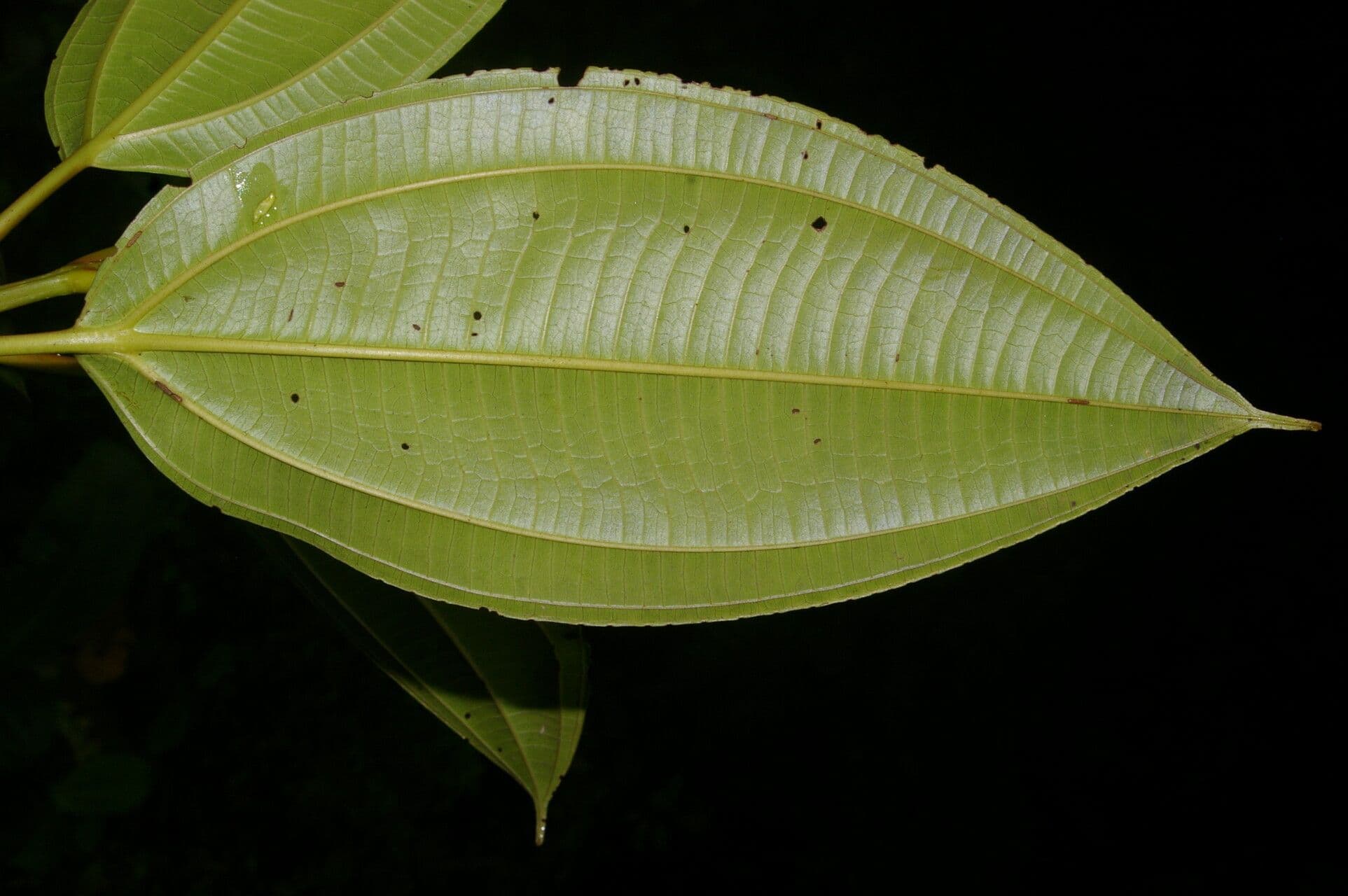 Miconia 7