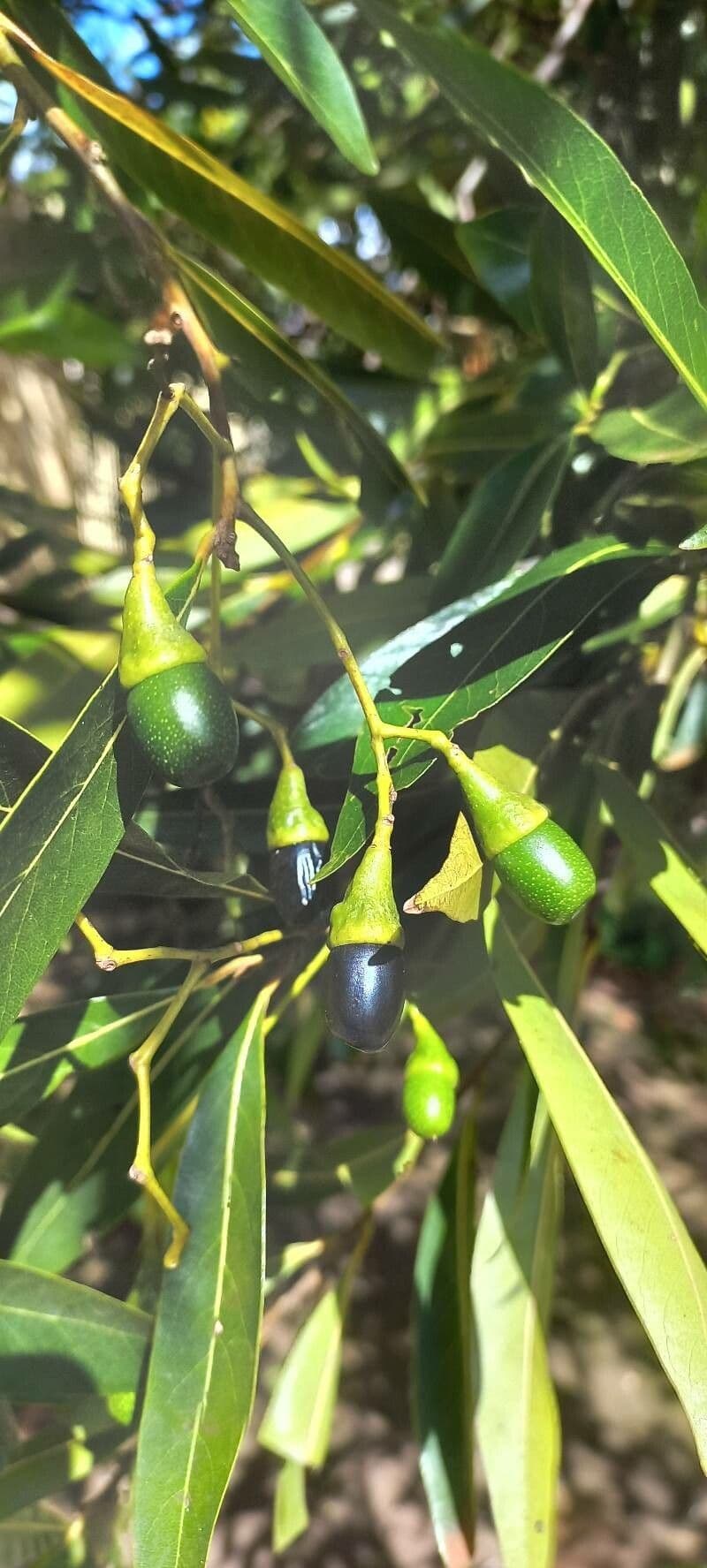 Ocotea