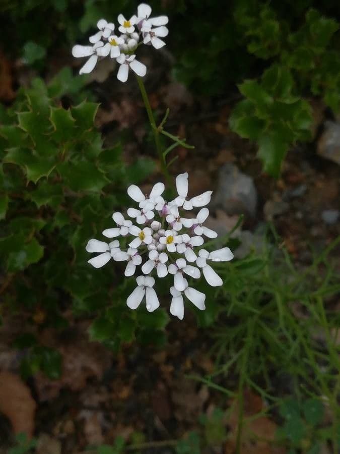 Iberis pinnata 8