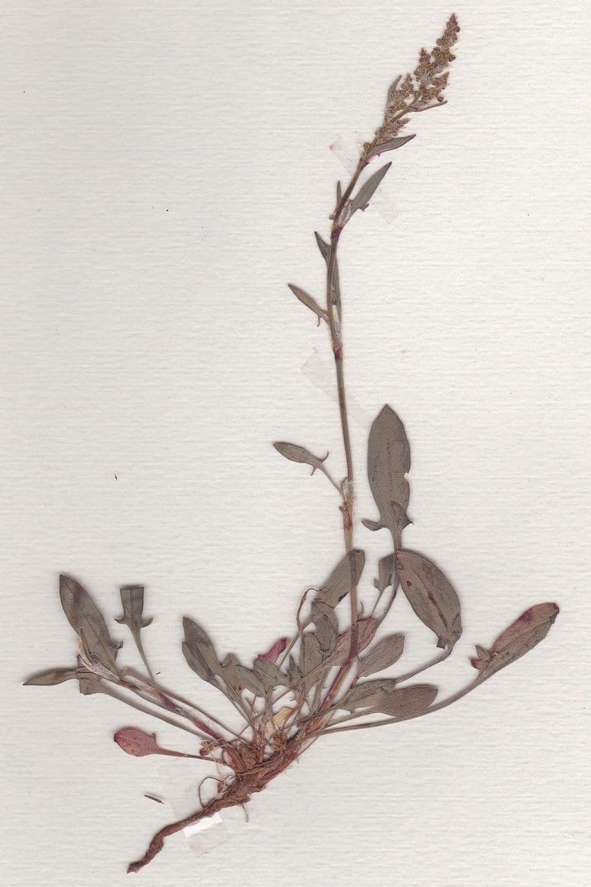 Acetosella 26