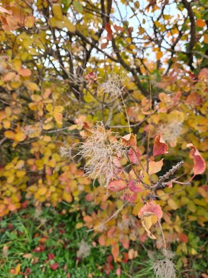 Albero dei piumini 7