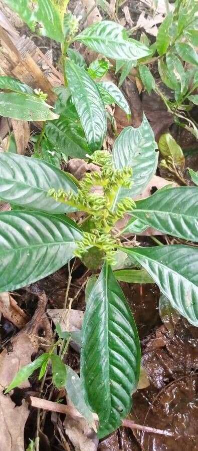 Ophiorrhiza mungos 2