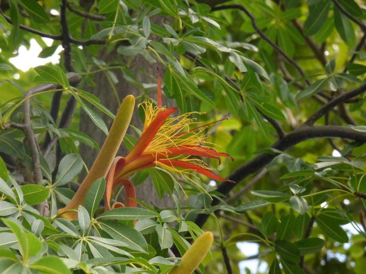 Baobab 3