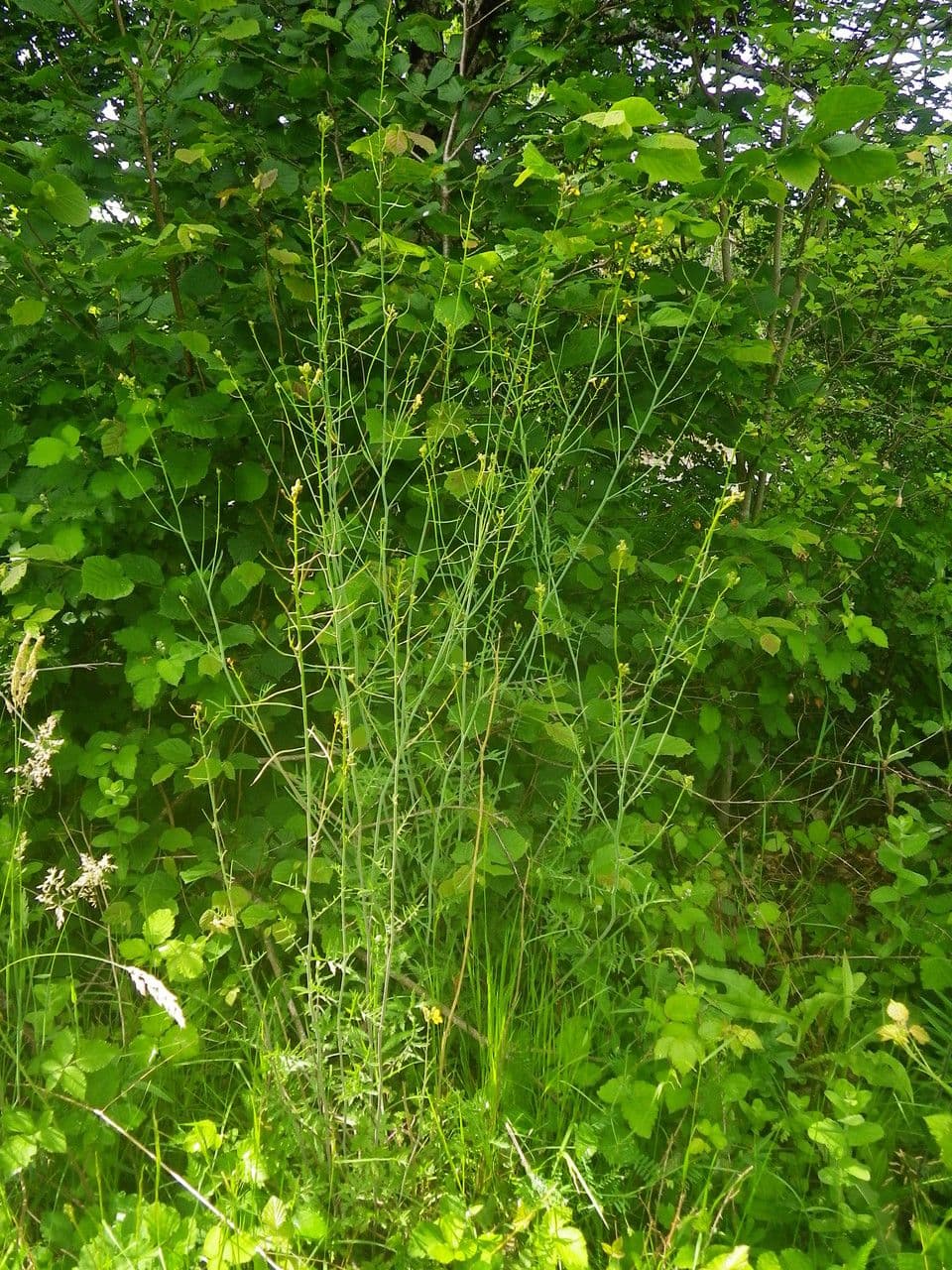 Erba cornacchia altissima 11