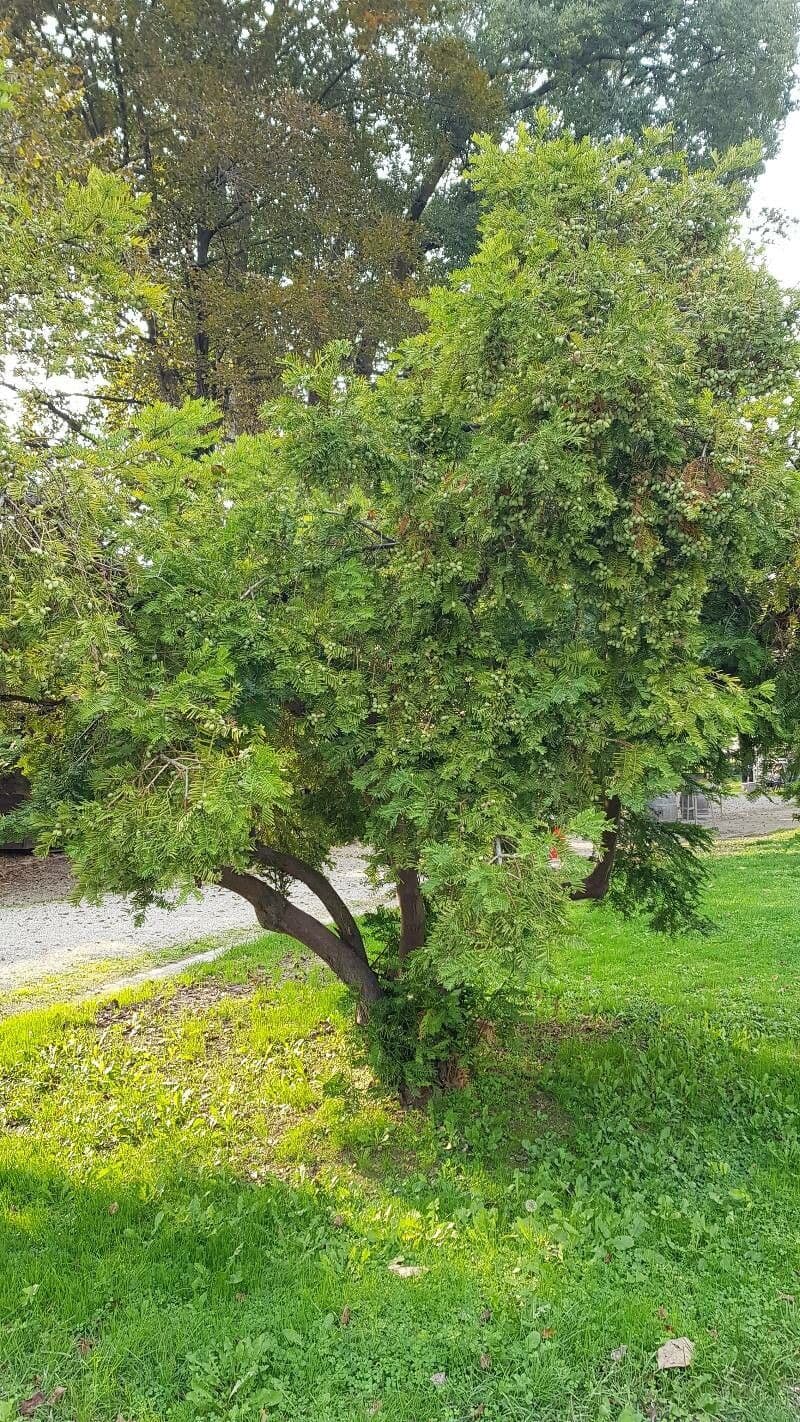 Torreya della California 14