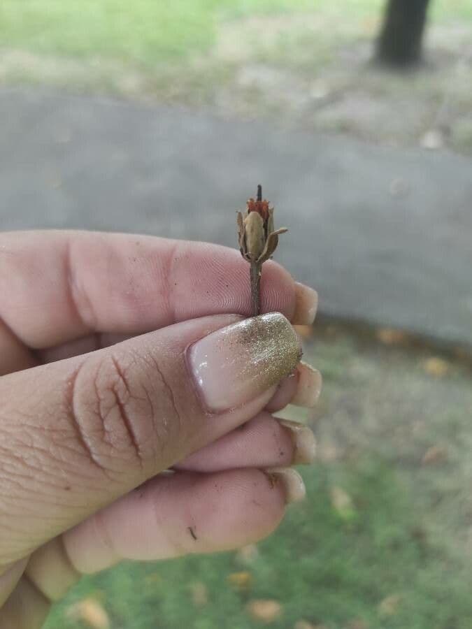 Sapodilla 8
