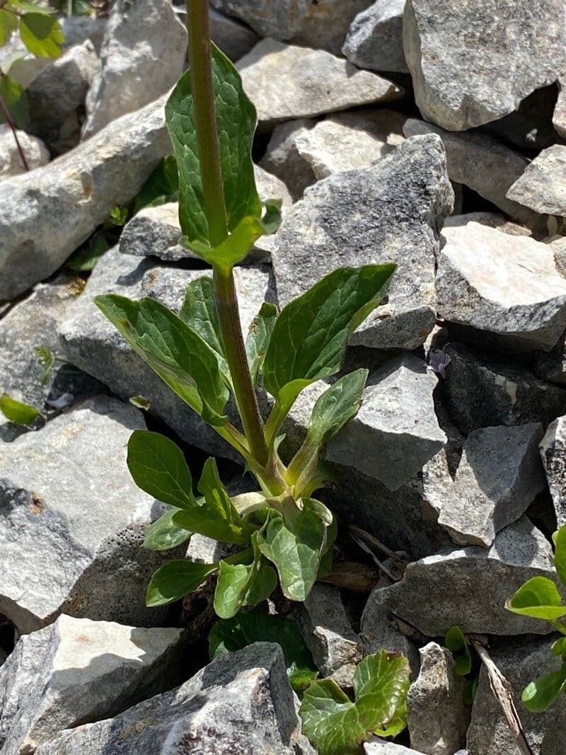 Dwarf valerian 15