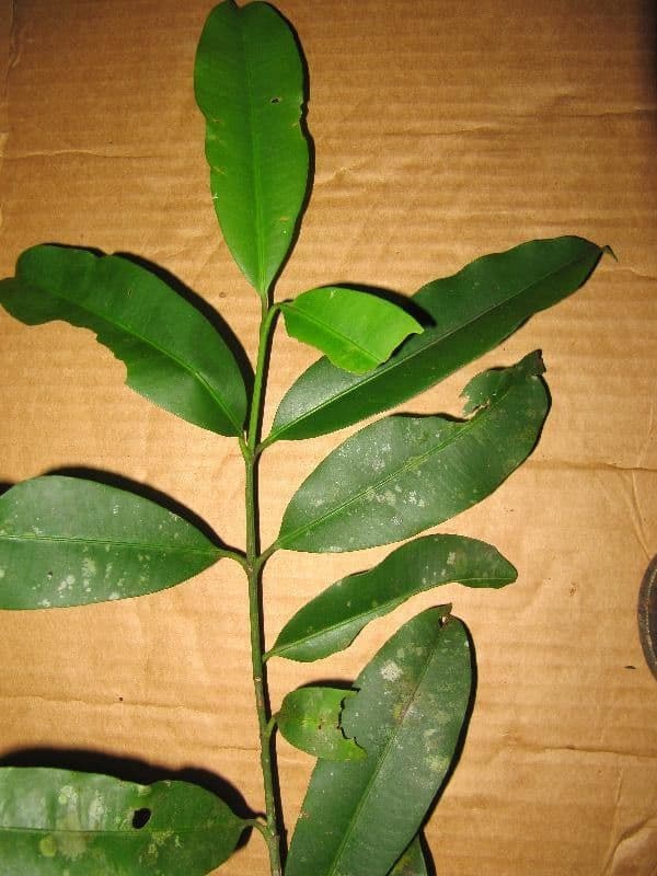 Garcinia 9