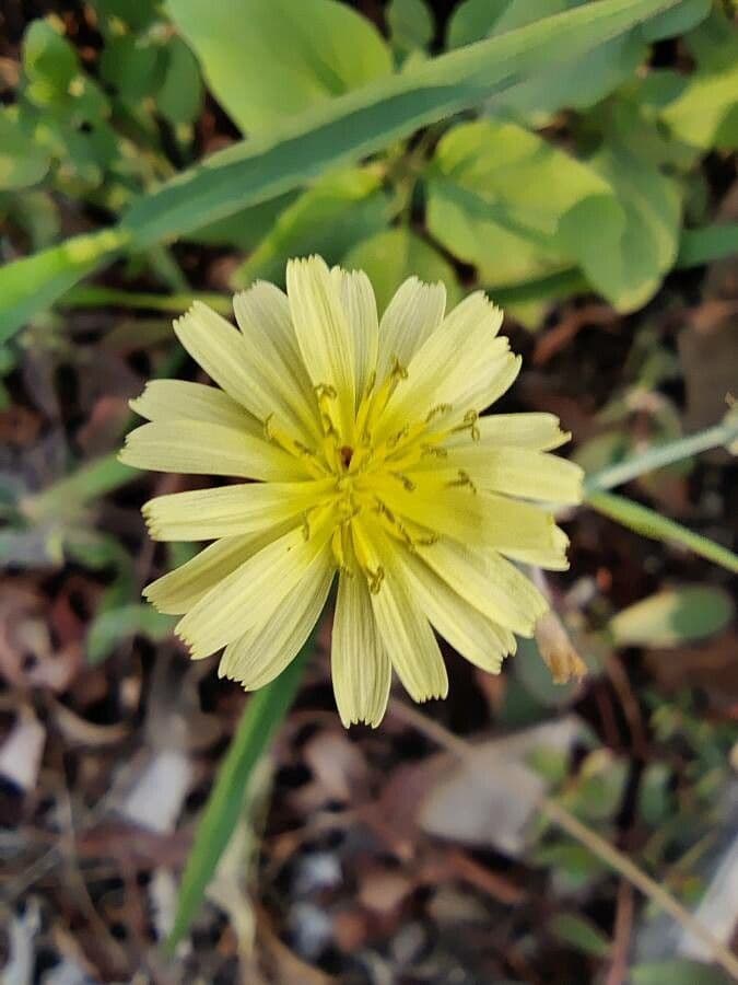 Launaea 5
